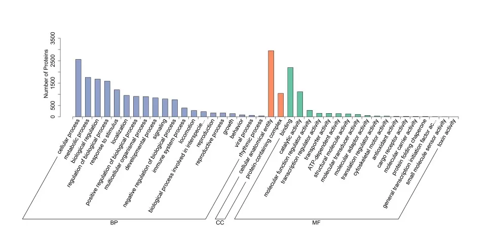 Gene Ontology functional annotation bar chart visualization
